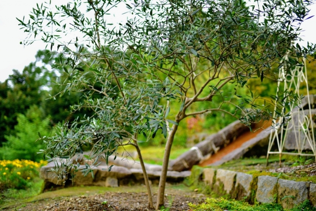 シンボルツリー 鉢植え メリット